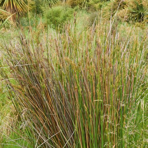 Juncus pallidus, Pale Rush - Pb5 (80/120) - Image 2