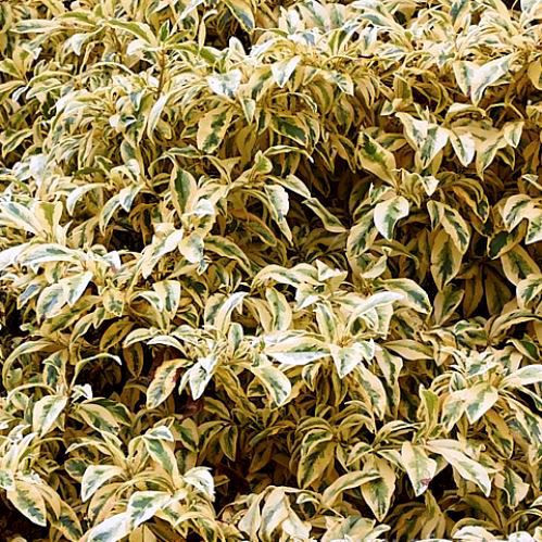 Coprosma williamsii Variegata - Pb5
