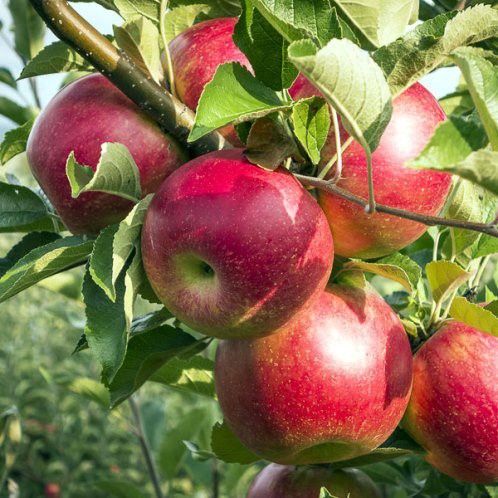 Apple Flower of Kent - Pb12