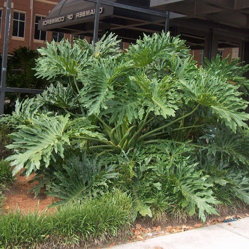 Philodendron bipinnatifidum - 3.5 - Image 2