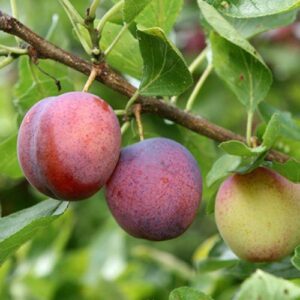 Plum Dan's Delight - Pb18