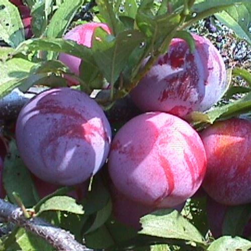 Plum Red Beaut - Pb18 - Image 2