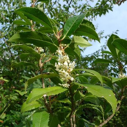 Osmanthus x fortunei -Pb 6.5 80/90 cm - Image 2