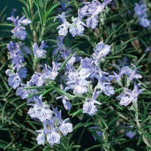 Rosmarinus Blue Lagoon - Pb5