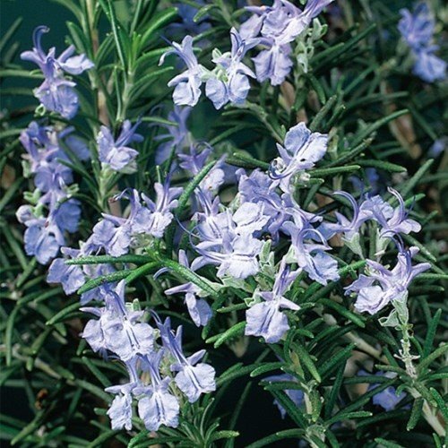 Rosmarinus Blue Lagoon - Pb5 - Image 2