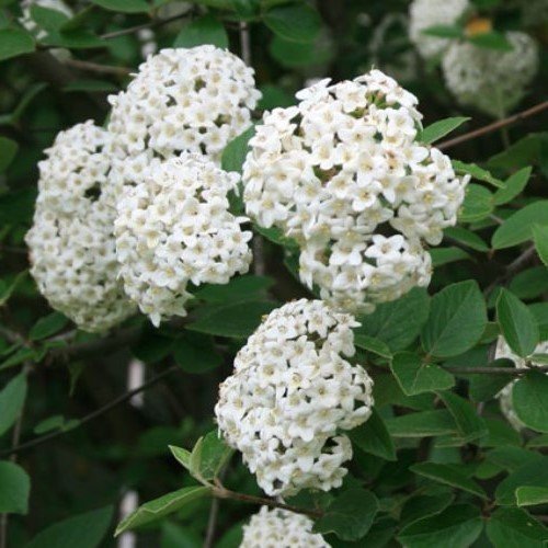 Viburnum carlcephalum, Fragrant Snowball - Pb6.5 - Image 2