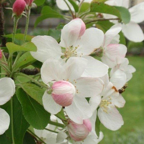 Malus Jack Humm, Crabapple - Pb18 - Image 2