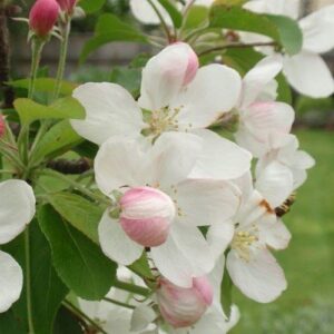 Malus Jack Humm, Crabapple - Pb18