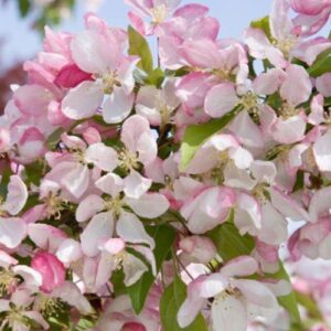 Malus John Downie, Crabapple - Pb18