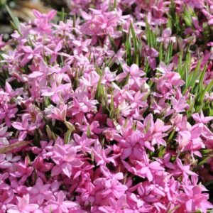 Rhodohypoxis baurii Pink - Pb6.5