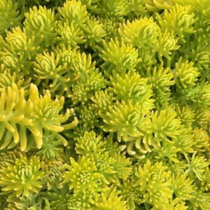 Sedum m. Gold Mound - 1.5Ltr