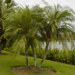 Phoenix roebelenii, Pygmy Date Palm - Pb12