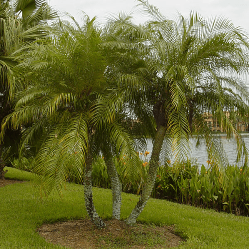 Phoenix roebelenii, Pygmy Date Palm - Pb12