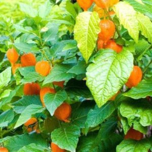 Cape Gooseberry - 2Ltr