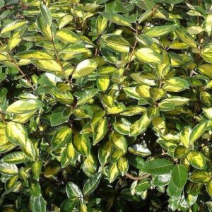 Elaeagnus x Limelight - Pb6.5