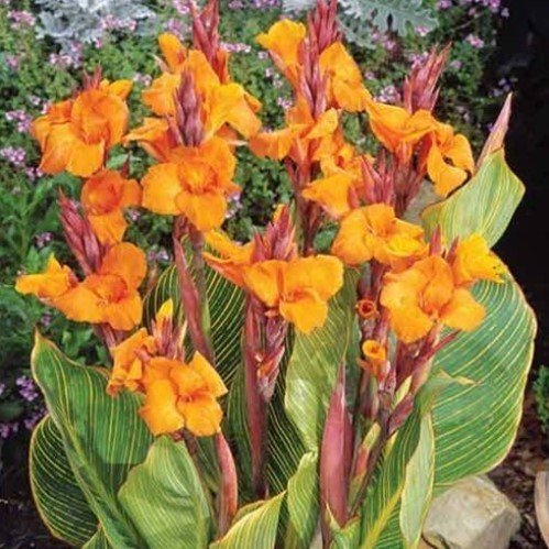 Canna Bengal Tiger - Pb6.5 (20/50) - Image 2