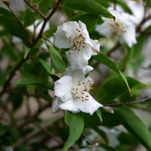 Camellia Tsaii - Pb6.5 - Image 2