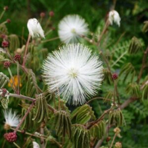 Calliandra portoricensis - Pb6.5 (50/60)