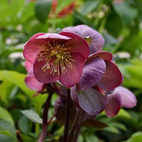 Helleborus Penny's Pink - 2Ltr - Image 2