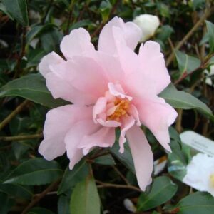 Camellia Paradise Petite - pb5 (60/75)