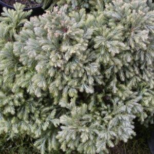 Chamaecyparis p. Boulevard - 2ltr (15/25)