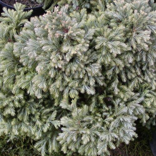 Chamaecyparis p. Boulevard - 2ltr (15/25) - Image 2