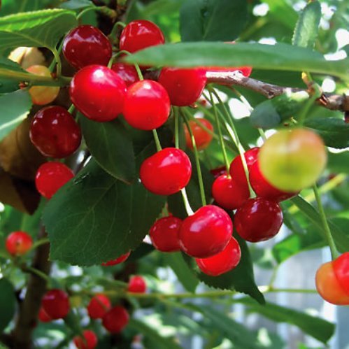 Cherry Montmorency - Pb12 - Image 2