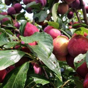 Plum Duff's Early Jewel - Pb18