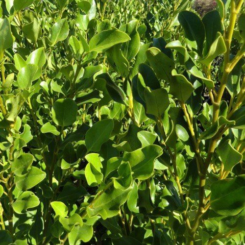 Griselinia Whenuapai - Pb5