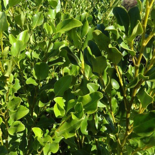 Griselinia Whenuapai - Pb5 - Image 2