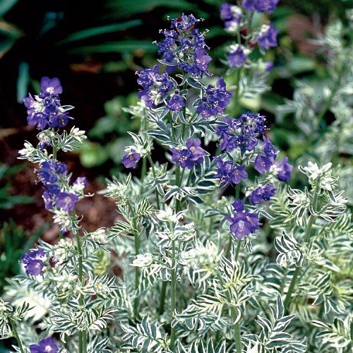 Polemonium c. Snow and Sapphire, Jacob's Ladder - 1.5Ltr - Image 2