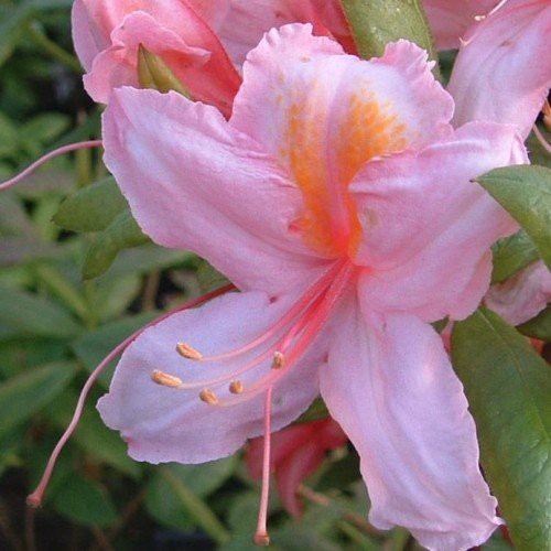 Azalea - Chaffinch - 4.7ltr Pot