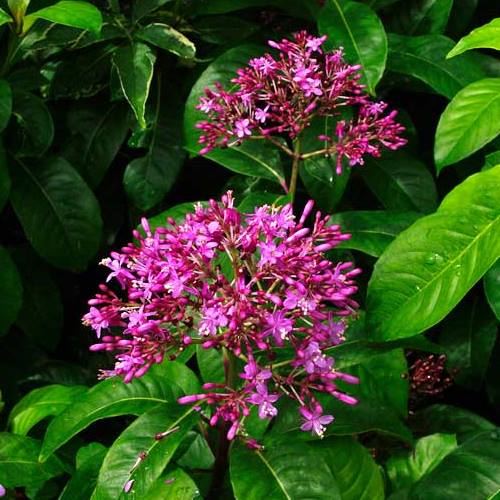 Fuchsia arborescens - Pb6.5 - Image 2