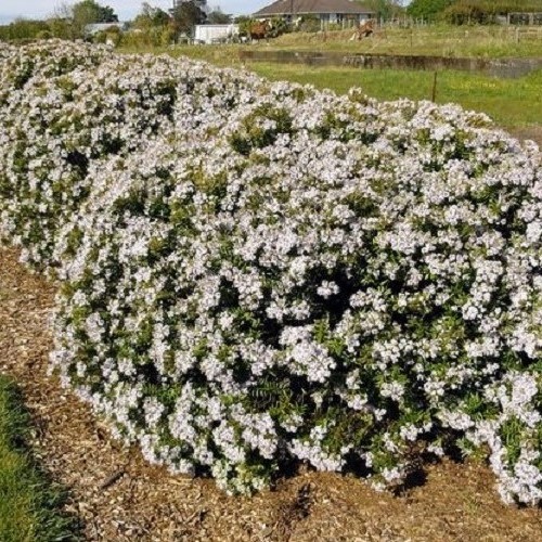 Hebe Otari Delight - Pb5 - Image 2