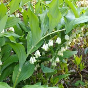 Polygonatum multiflorum, Soloman's Seal - 2.5Ltr