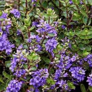 Hebe Champion - 2Ltr