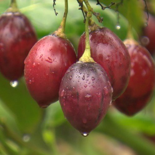 Tamarillo Mulligan - 1.9Ltr