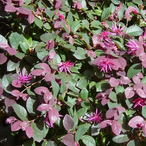 Loropetalum Razzleberri - Pb5 (15/40) - Image 2