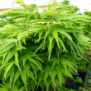 Acer Mikawa Yatsubusa - Pb18