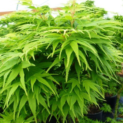 4663fa29e4059a67e1b0b26af1f593cb2f1a9dd6 6.jpg Acer Mikawa Yatsubusa - Pb18