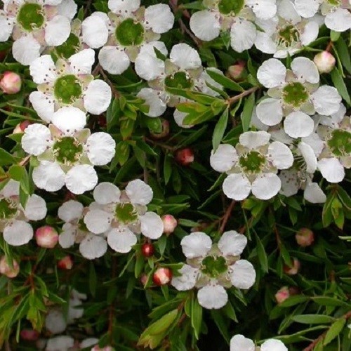 Leptospermum White Cascade, Manuka - 2.5Ltr - Image 3