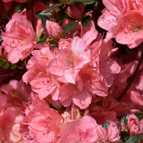Azalea Blaauw's Pink - 1.25Ltr - Image 2