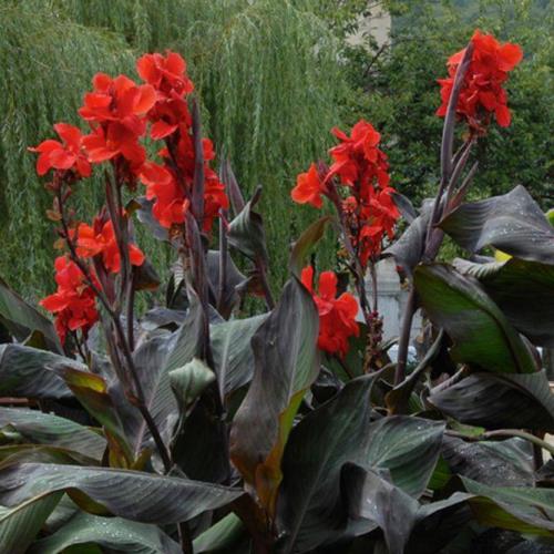 Canna Tropicanna Black - Pb3 (40/60) - Image 2