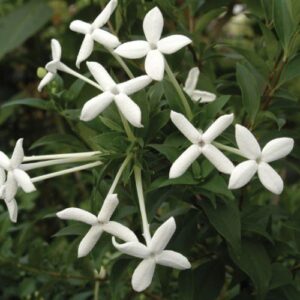 Bouvardia l. Humboldtii - 2Ltr/3.5Ltr