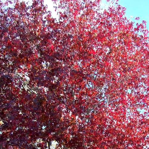 Liquidambar Richared, Sweet Gum - 45Ltr (250/300) - Image 2