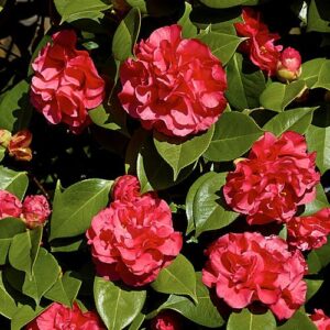 Camellia Dr Clifford Parks - Pb6.5 (80/95)