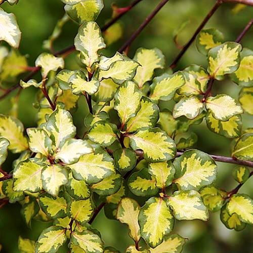 Pittosporum Mellow Yellow - 3.5Ltr (60/80) - Image 2