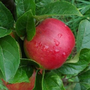 Apple Hetlina - Pb12