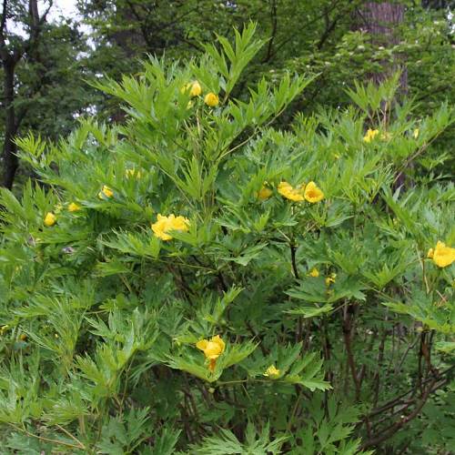 Paeonia Lutea - Pb 5 (20/40) - Image 2