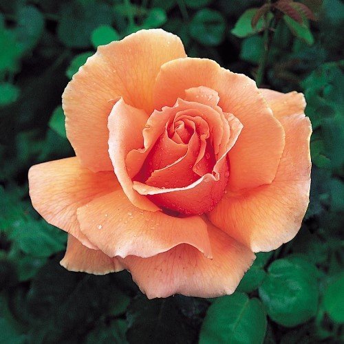 Rose Just Joey (bush, hyb. tea) - Image 2